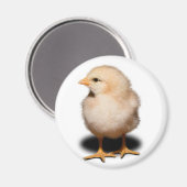 Chick Magnet Magneet (Voorkant / Achterkant)