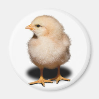 Chick Magnet Magneet