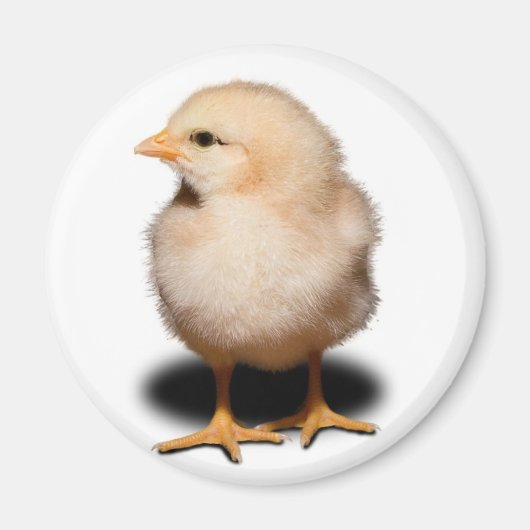 Chick Magnet Magneet (Voorkant)