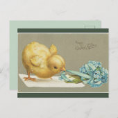  Chick Pulling Flowers Pasen Briefkaart (Voorkant / Achterkant)
