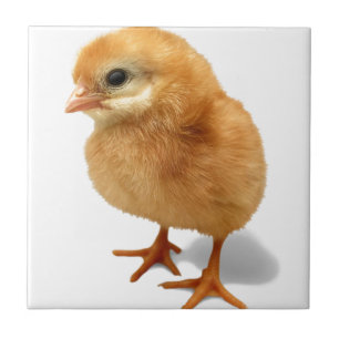 Chick Tegeltje