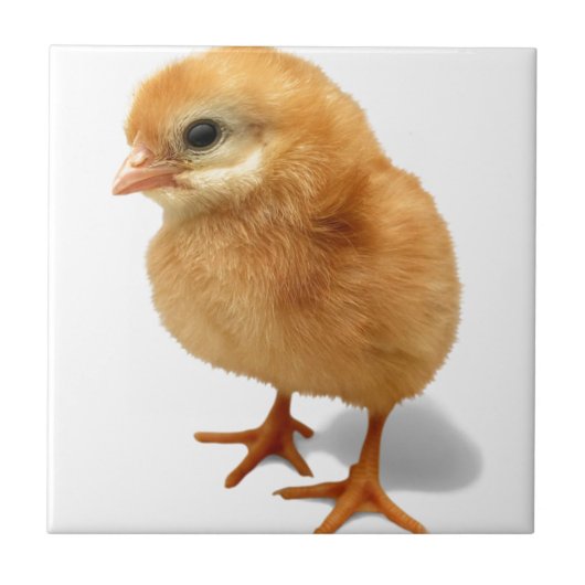Chick Tegeltje (Voorkant)