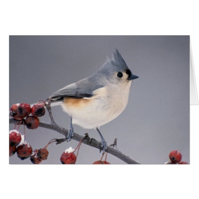 Chickadee (Voorkant Horizontaal)