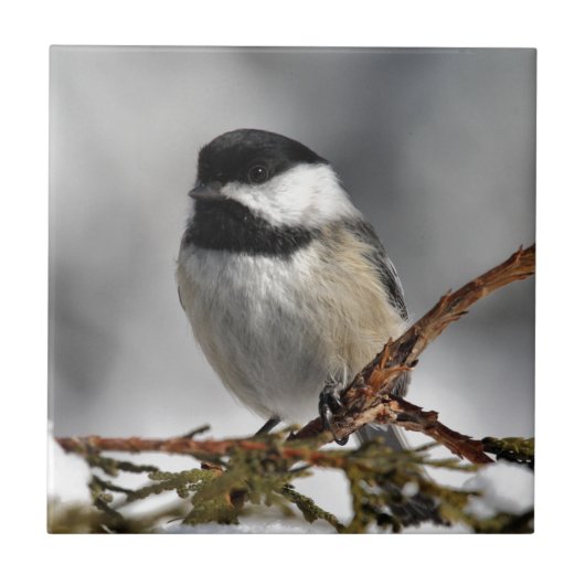 Chickadee_9478 Tegeltje (Voorkant)