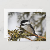 Chickadee_9505 Briefkaart (Voorkant / Achterkant)