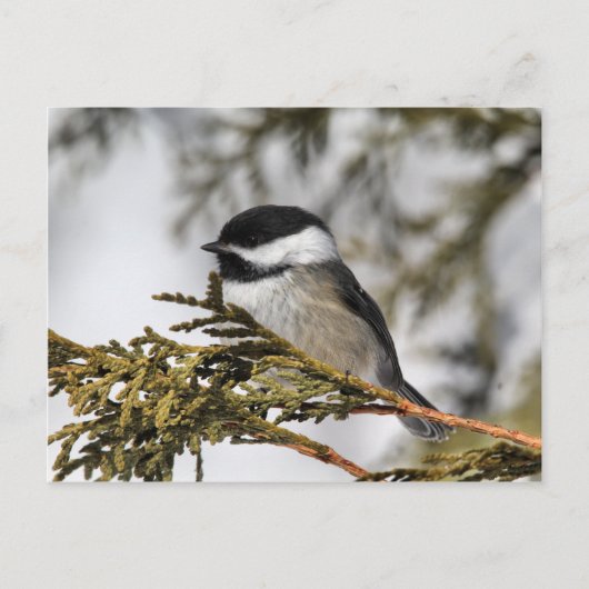 Chickadee_9505 Briefkaart (Voorkant)