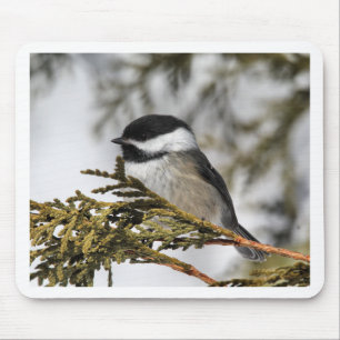 Chickadee_9505 Muismat