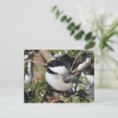 Chickadee_9530 Briefkaart (Staand voorkant)