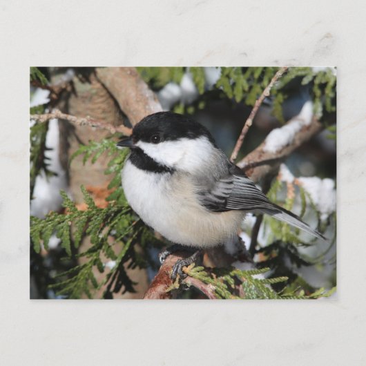 Chickadee_9530 Briefkaart (Voorkant)