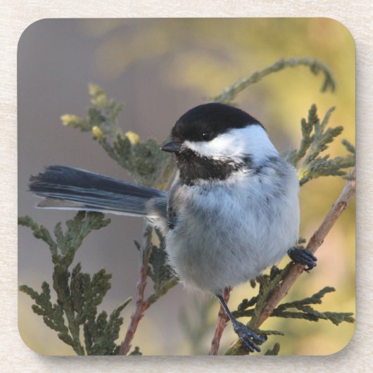 Chickadee_9695 Bier Onderzetter (Voorkant)