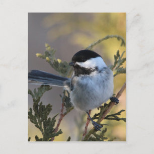 Chickadee_9695 Briefkaart