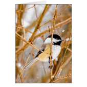 Chickadee au plafond noir - Photo originale (Devant)