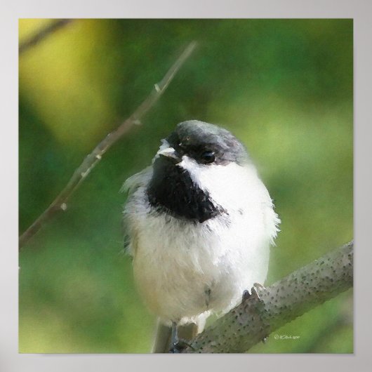 Chickadee bij Rest Digital Painting Poster (Voorkant)