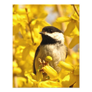 Chickadee Bird in Forsythia Flowers Foto print Foto Afdruk