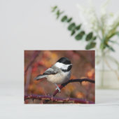 Chickadee Briefkaart (Staand voorkant)