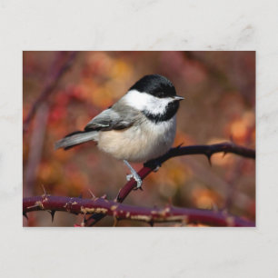 Chickadee Briefkaart
