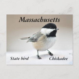Chickadee Briefkaart