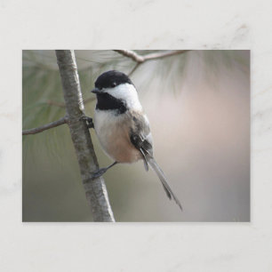Chickadee Briefkaart