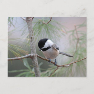 Chickadee Briefkaart