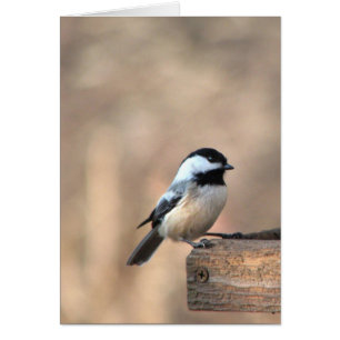 Chickadee dans la lumière d'or