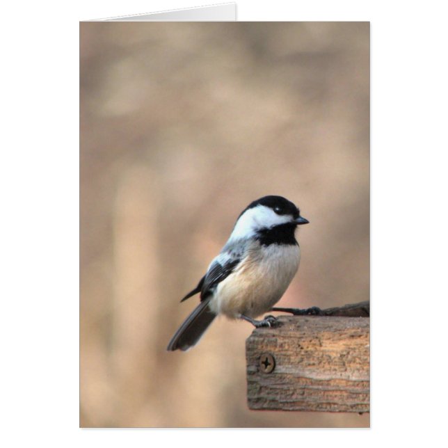 Chickadee dans la lumière d'or (Devant)