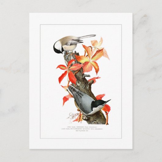 Chickadee en Nuthatch Briefkaart (Voorkant)