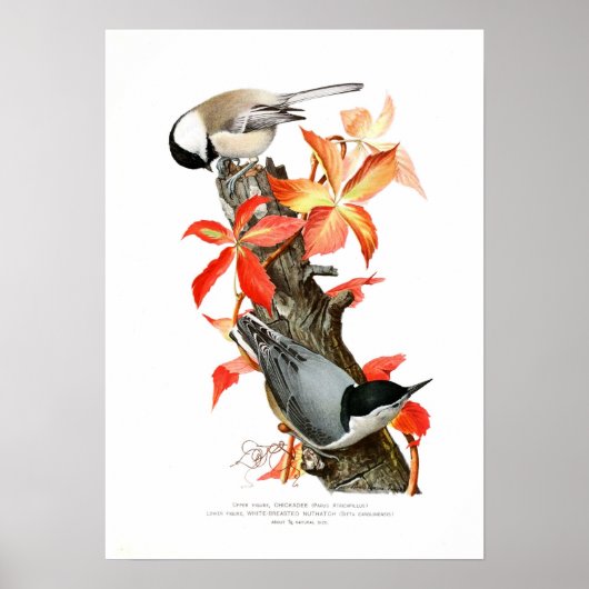 Chickadee en Nuthatch Poster (Voorkant)