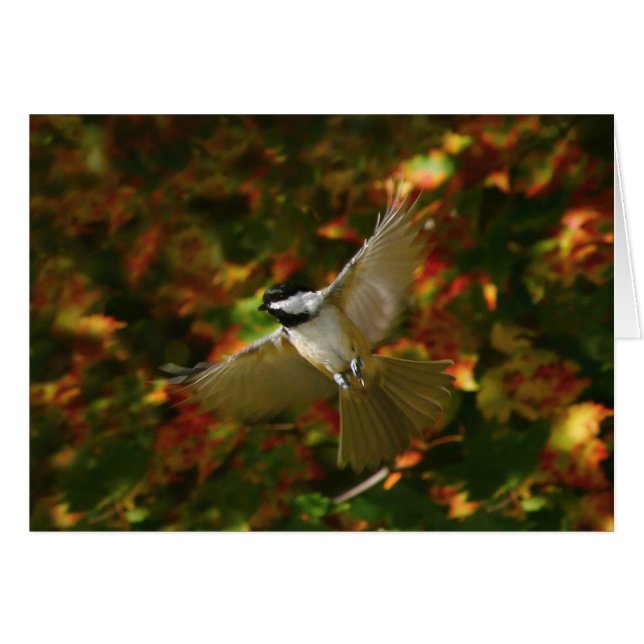 Chickadee in Flight (Voorkant Horizontaal)