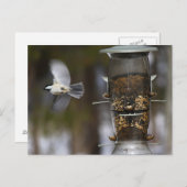 Chickadee in Flight Briefkaart (Voorkant / Achterkant)