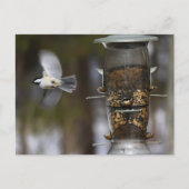 Chickadee in Flight Briefkaart (Voorkant)