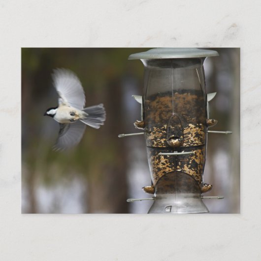 Chickadee in Flight Briefkaart (Voorkant)