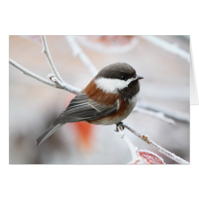Chickadee in Winter (Voorkant Horizontaal)