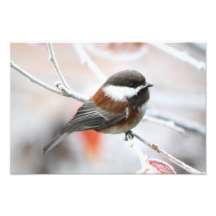 Chickadee in Winter Foto Afdruk