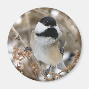 Chickadee Magnet Magneet