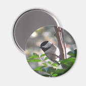 Chickadee Magnet Magneet (Voorkant / Achterkant)