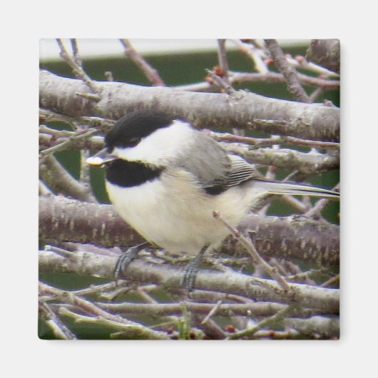 Chickadee Magnet Magneet (Voorkant)