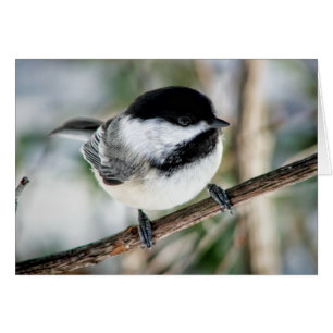 Chickadee mignon en hiver
