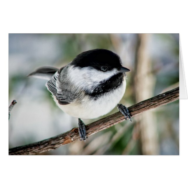 Chickadee mignon en hiver (Devant horizontal)