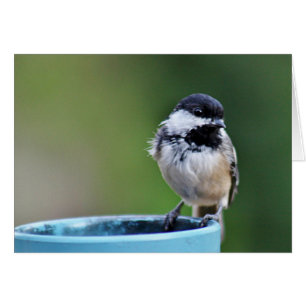chickadee Noir-couvert