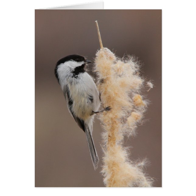 Chickadee Noir-couvert (Devant)