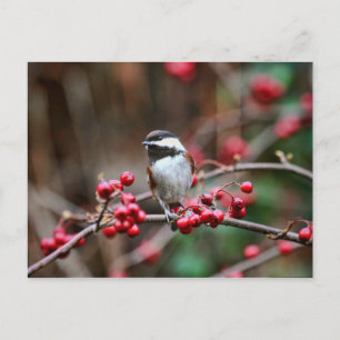 Chickadee on Branch met Red Berries Briefkaart