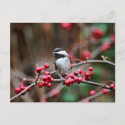 Chickadee on Branch met Red Berries Briefkaart (Voorkant)