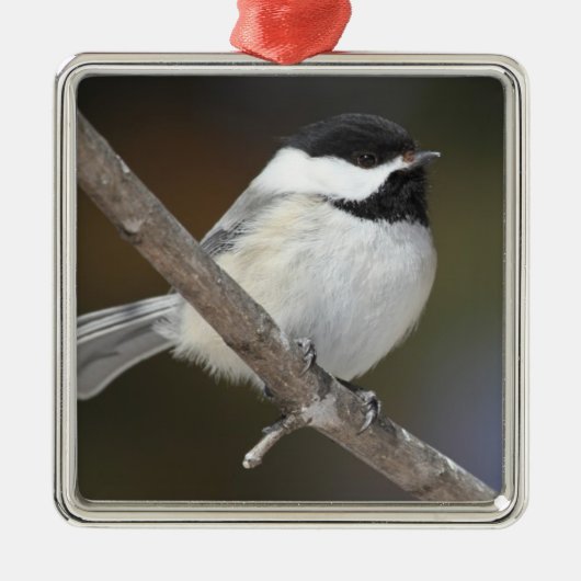 Chickadee Ornament (Voorkant)