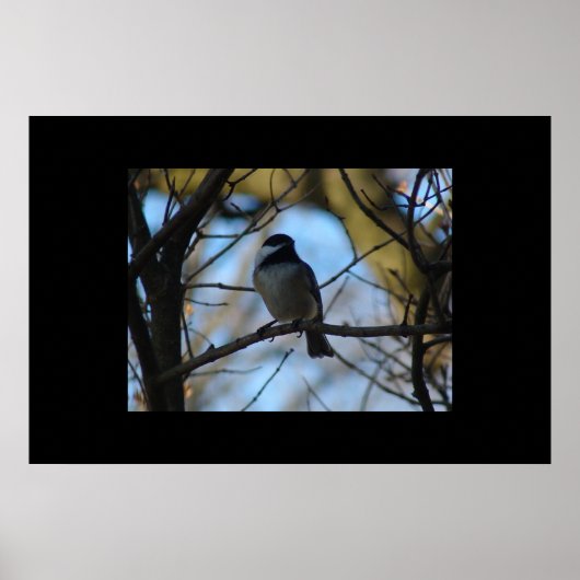 Chickadee Poster (Voorkant)