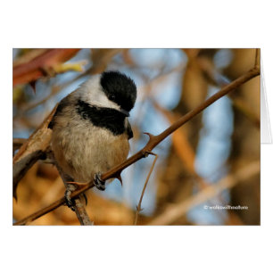 Chickadee Songbird, Joli Espérant