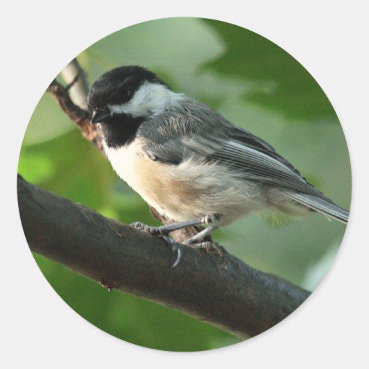 Chickadee Stickers (Voorkant)