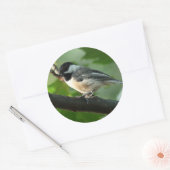Chickadee Stickers (Envelop)