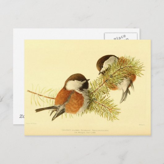 Chickadees Briefkaart (Voorkant / Achterkant)