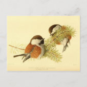 Chickadees Briefkaart (Voorkant)