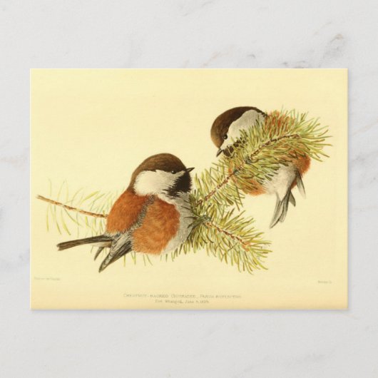 Chickadees Briefkaart (Voorkant)